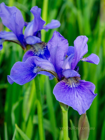 Blue Sapphire - Siberian Iris