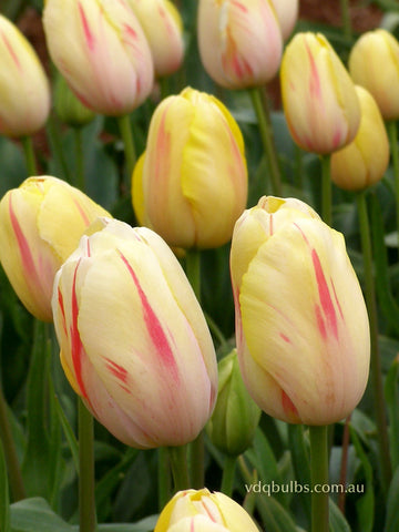 Camargue - Tulip