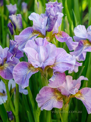 Careless Sally - Siberian Iris