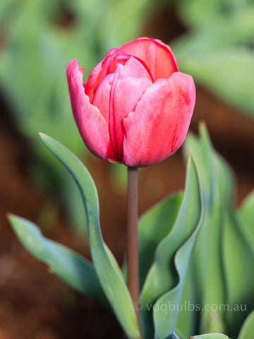 Carola - Tulip