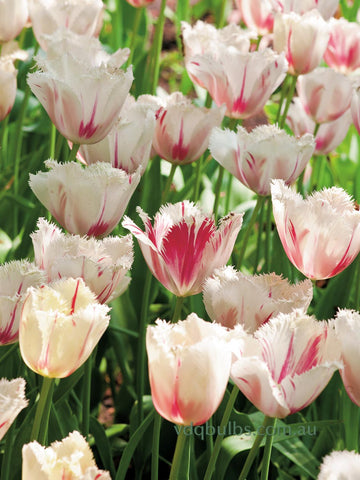 Carousel - Tulip