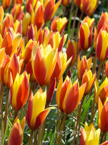 clusiana 'Cynthia' - Tulip