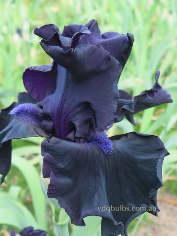 Coal Face - Bearded Iris