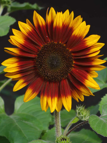 Compact Sonnet - Sunflower
