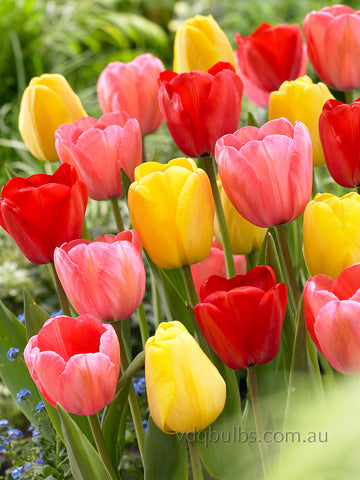 Darwin Dream Blend - Tulips