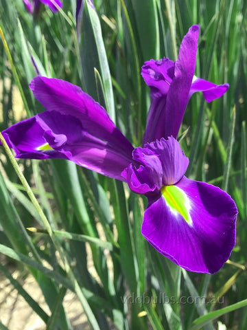 Discovery Purple - Dutch Iris