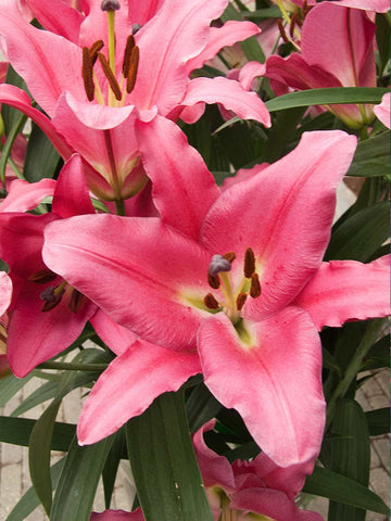 Giant Hybrid Lily Pink Brilliant - GARDEN COTTAGE STUDIO