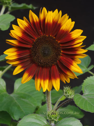 Dwarf Sonnet - Sunflower