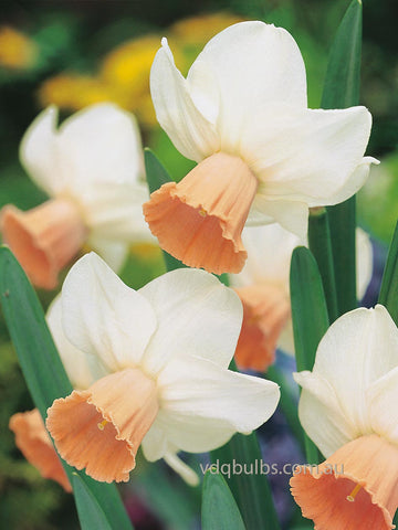 Easter Dawn - Daffodil