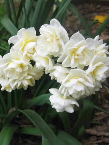 Erlicheer - Daffodil