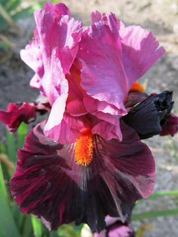 Fiery Temper - Bearded Iris