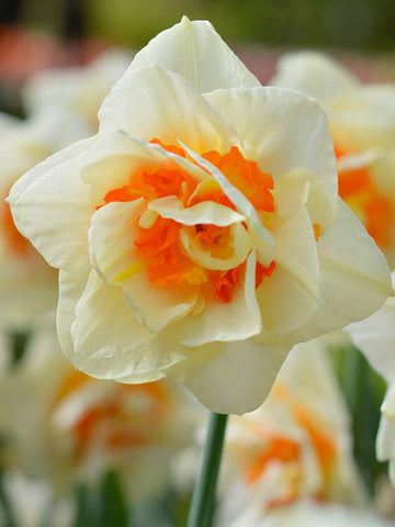 Flower Parade - Daffodil