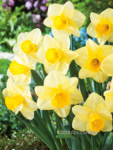 Golden Salome - Daffodil