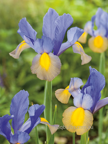 Gypsy Beauty - Dutch Iris