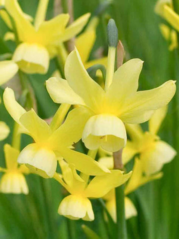 Hawera - Miniature Daffodil