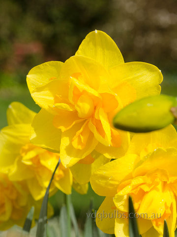 Holland Chase - Daffodil