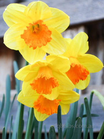 Home Fires - Daffodil