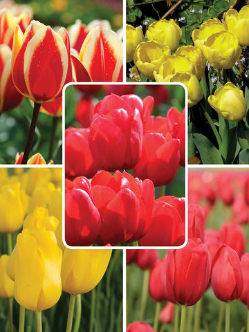 Hot to Trot Blend - Tulips