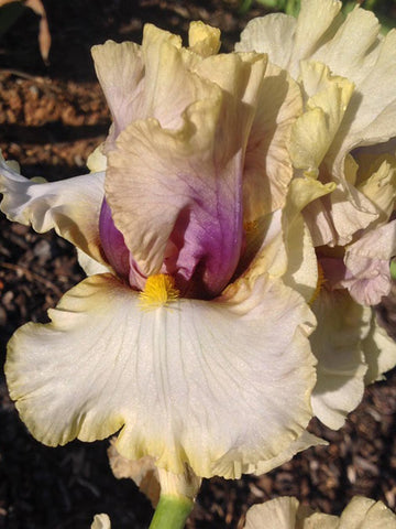 Keen Perception - Bearded Iris