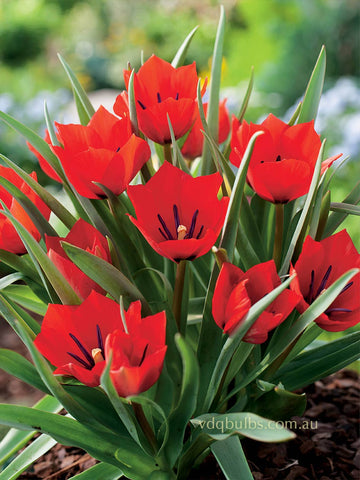 linifolia 'Red Hunter' - Tulip