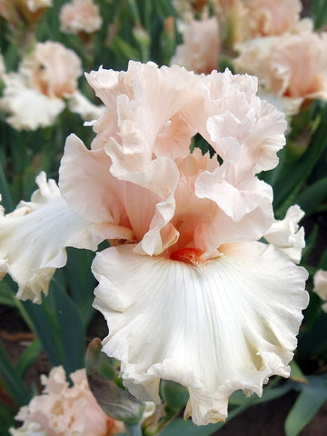 Magical - Bearded Iris