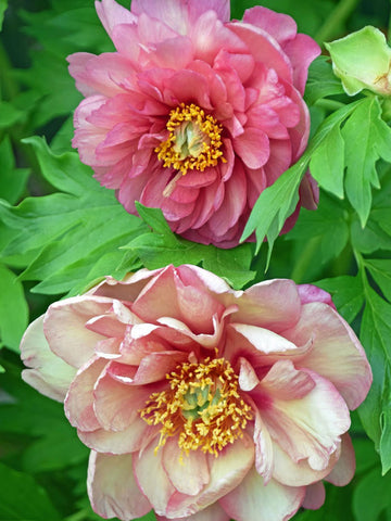 Magical Mystery Tour - Itoh Peony