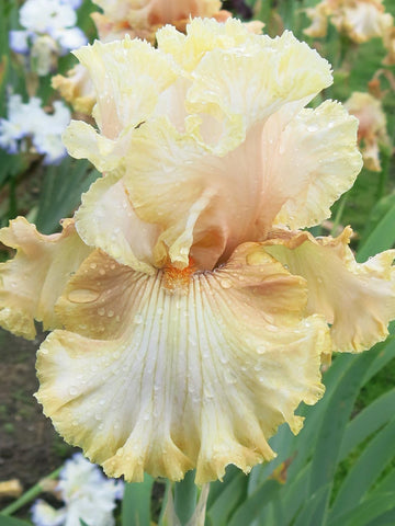 Marie's Love - Bearded Iris