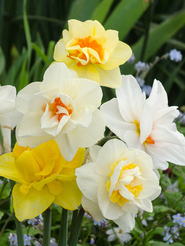 Mixed Double Daffodils