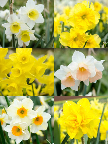 Mixed Happy Daffodils