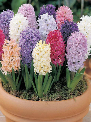 Mother's Day - Mixed Hyacinths Gift Pack