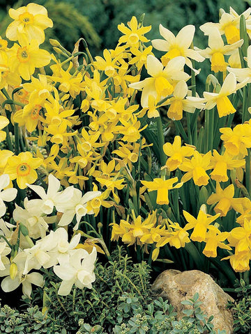 Mixed Miniature Daffodils