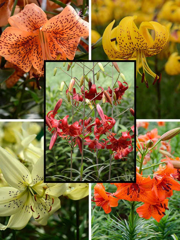 Mixed Specialty Tiger Lilies