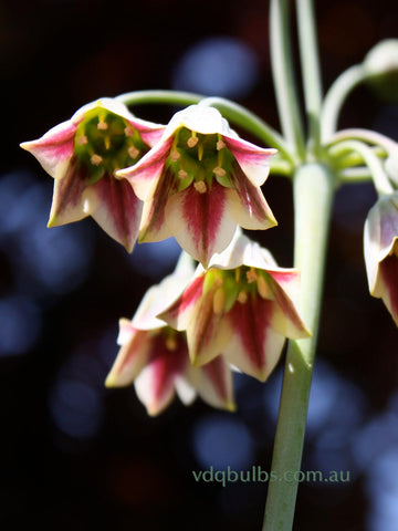 nectaroscordum - Allium