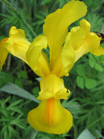 Orange Beauty - Dutch Iris