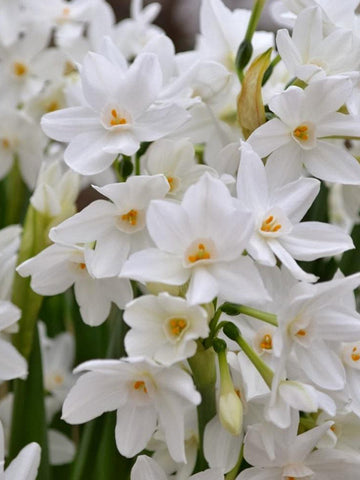 Paperwhite - Daffodil