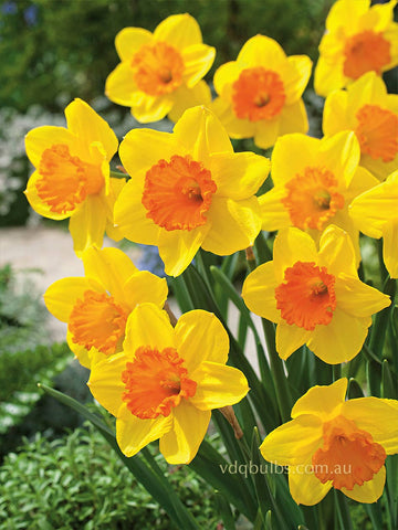 Pimpernel - Daffodil