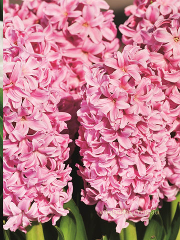 Pink Pearl - Hyacinth