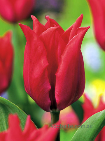 Pretty Woman - Tulip