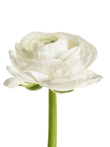 Primo Bianca - White Ranunculus