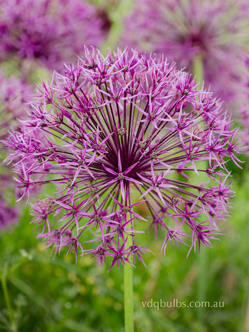 Purple Rain - Allium