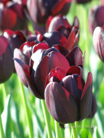 Queen of Night - Tulip
