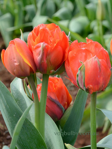 Queensday - Tulip