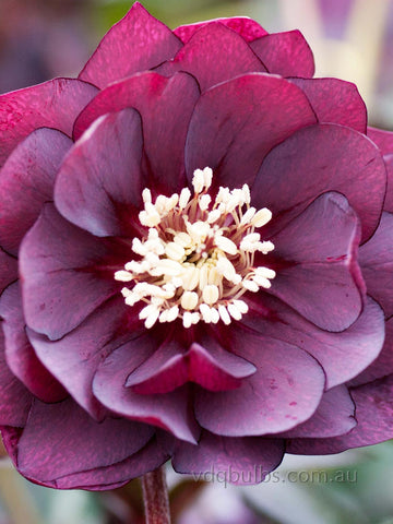 Red Double - Hellebore