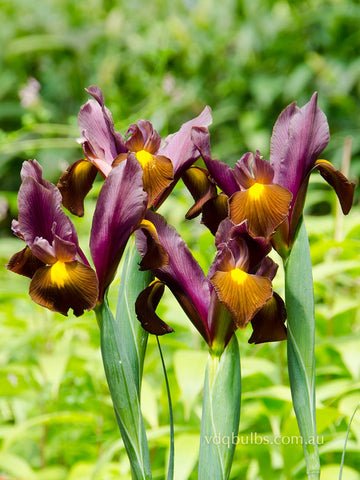 Red Ember - Dutch Iris