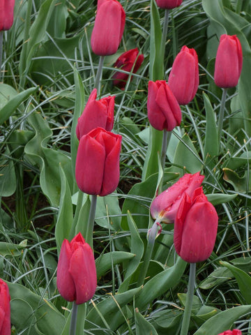 Red Gold - Tulip