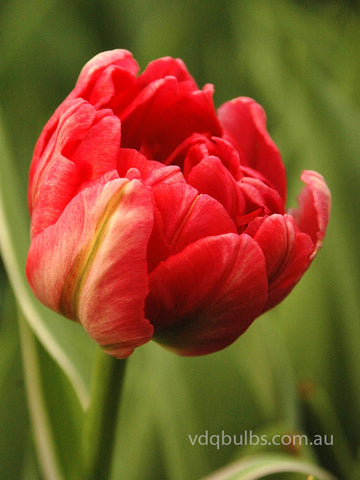 Renown Unique - Tulip