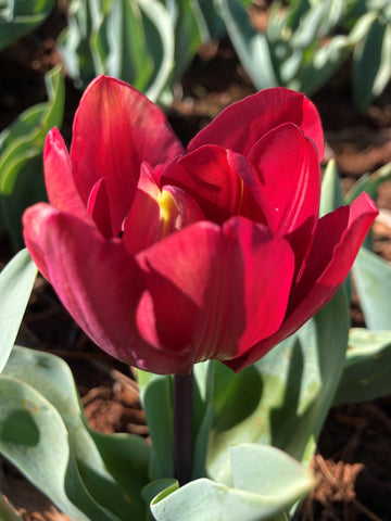 Ridgedale - Tulip