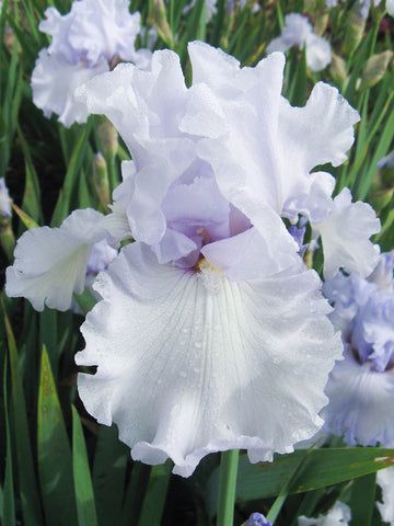 Silverado - Bearded Iris