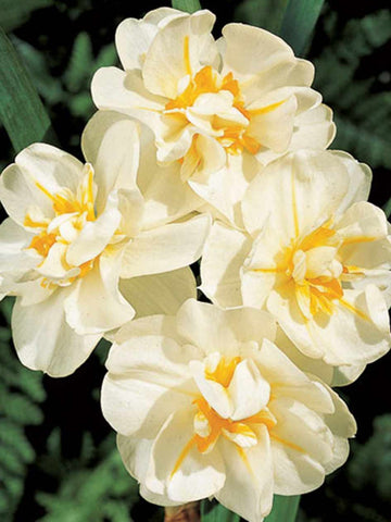 Sir Winston Churchill - Daffodil