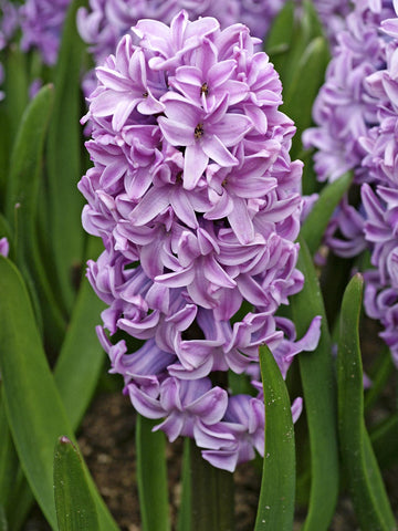 Splendid Cornelia - Hyacinth